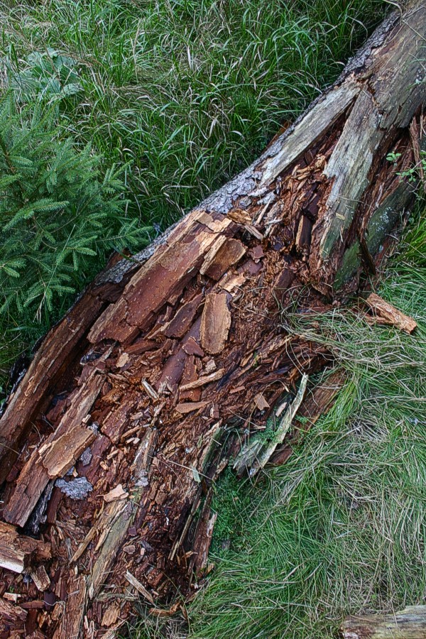 Verfaulter Baumstamm