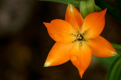 orangene Blüte