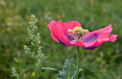 Mohn