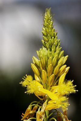 Im botanischen Garten