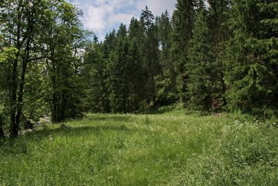 In den Haslachauen
