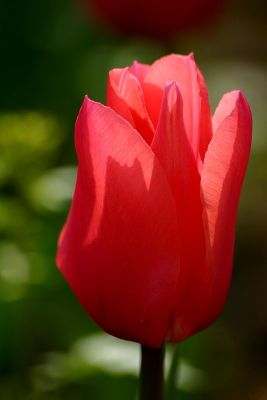 Tulpe
