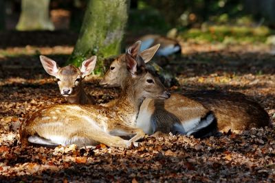 Die drei aus dem Wald