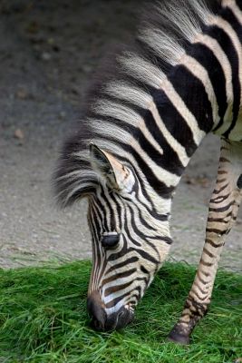 Zebrafohlen