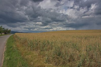 Hinter Nussbaum
