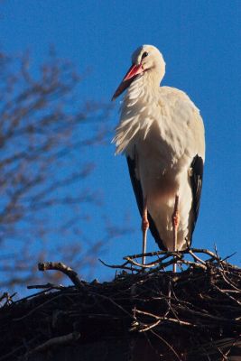 Storch