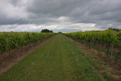 Weinsymmetrie