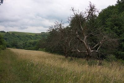 Baumgerippe