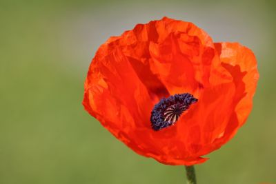 Mohn