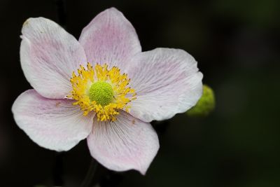 Anemone hupehensis