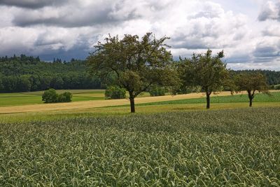 Zwischen Kirnberg - und Unteroestheim