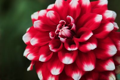 Rot-Weiß