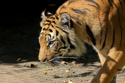 Stolzer Tiger