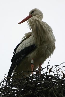 Storch