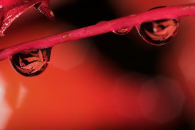 Herbstliches Rot