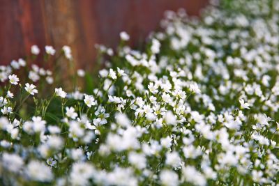 Blumen im Spreebogen