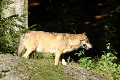 Wolf