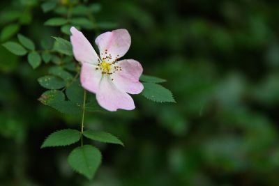 Wildrose