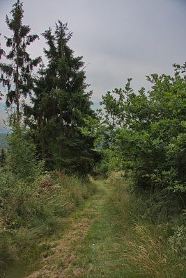 Lichtung