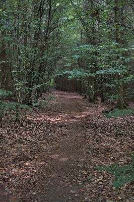 Waldweg