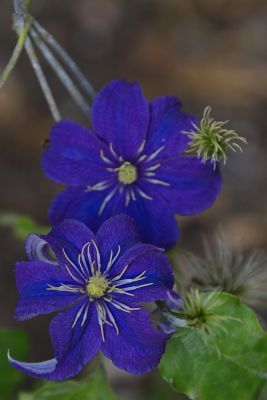 Clematis