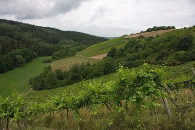 Weintal