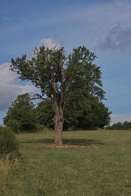 Alter Baumbestand