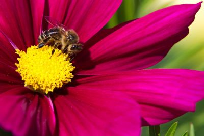 Bienchen