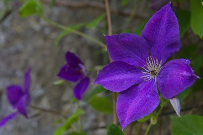 Eine Clematis