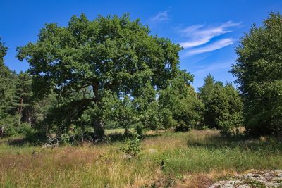 Naturreservat Nötön Aspergarden