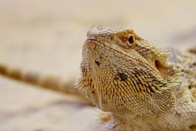 Bartagame