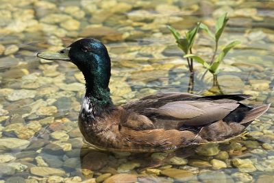 Nur eine Ente