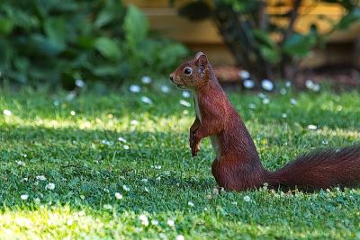 Eichhörnchen