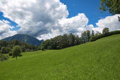Saftige Wiesen