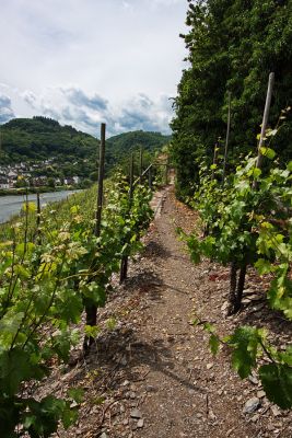 Durch den Weinberg