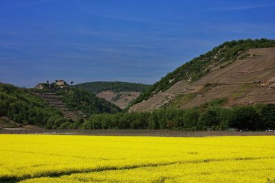 Raps vor Weinbergen