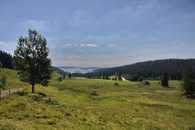 Magerwiesen