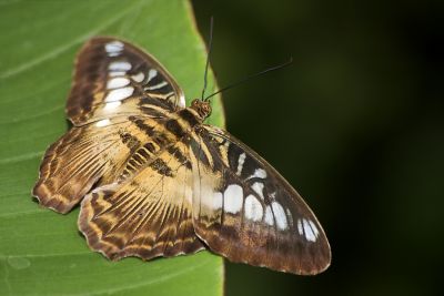 braune Schönheit