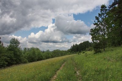 Wildwiesen