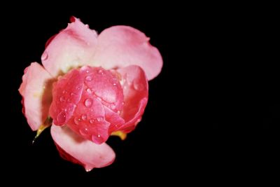rosa Rose nach dem Regen