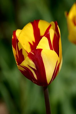 Tulpe