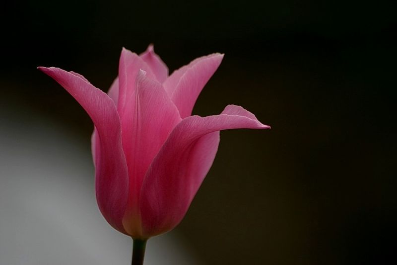 Tulpe