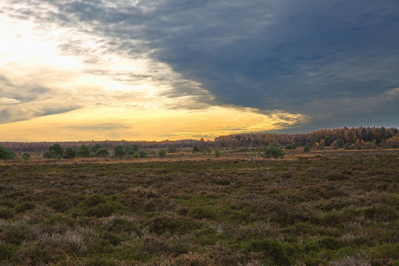 Cuxhavener Heide