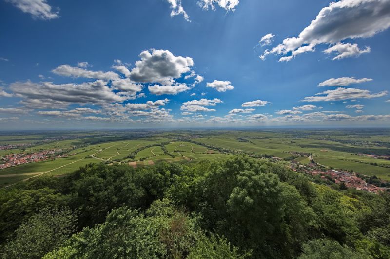 Blick auf die Weinpfalz