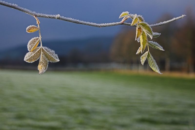 Ast mit Rauhreif