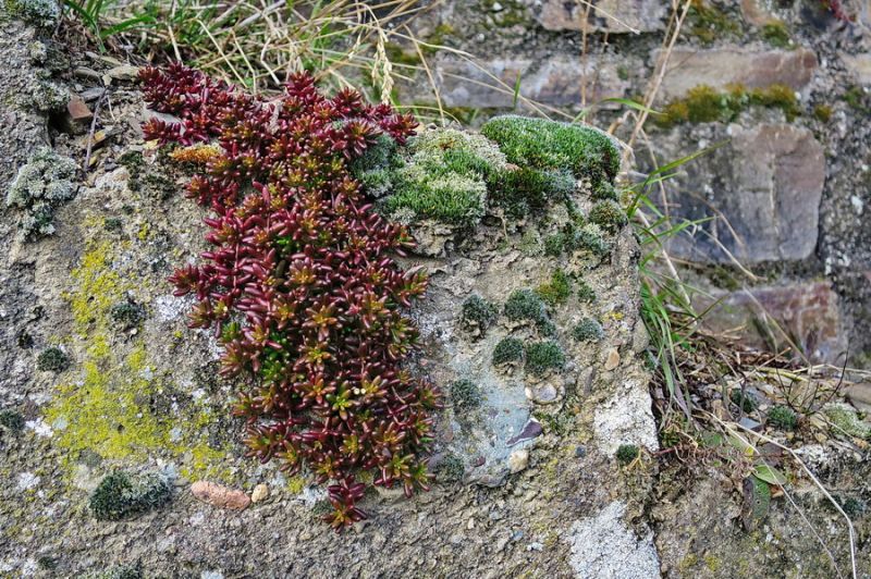 Am Wegesrand im Weinberg