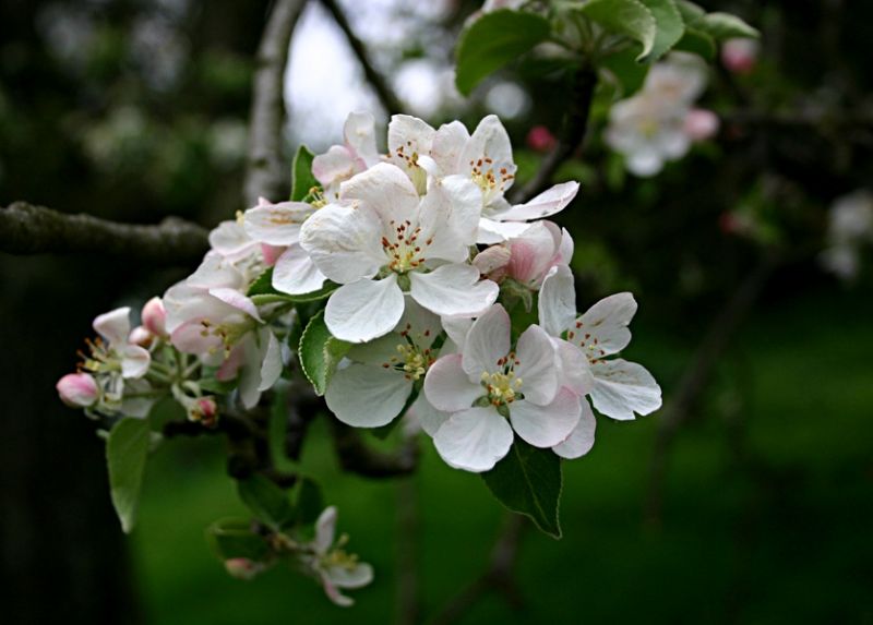 Apfelbaumblüte