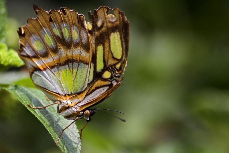 Tropischer Schmetterling