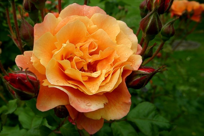 orangene Rose