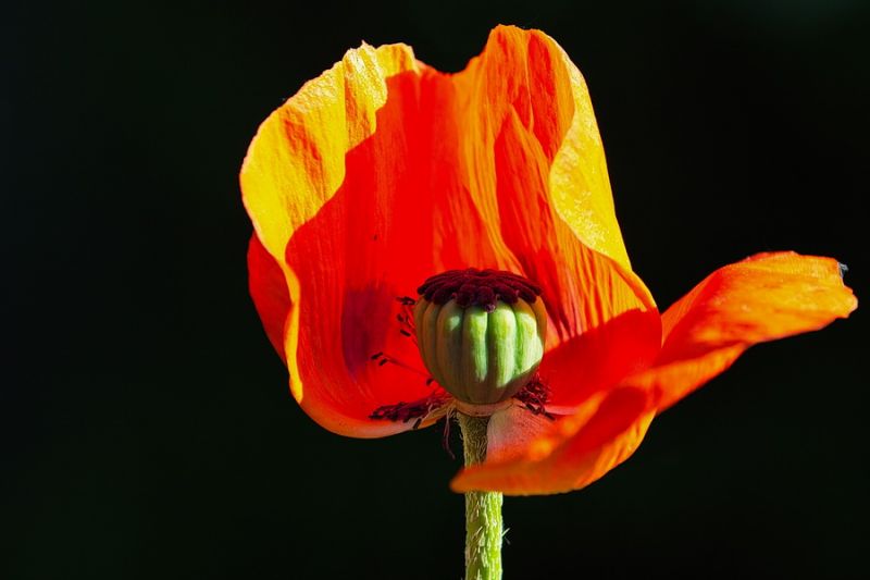 Schön obwohl verletzlich